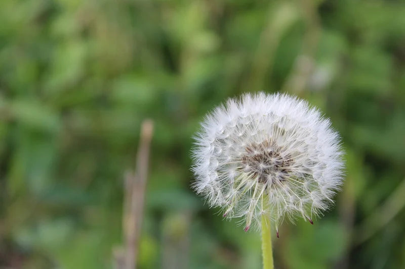 Dandelion Root