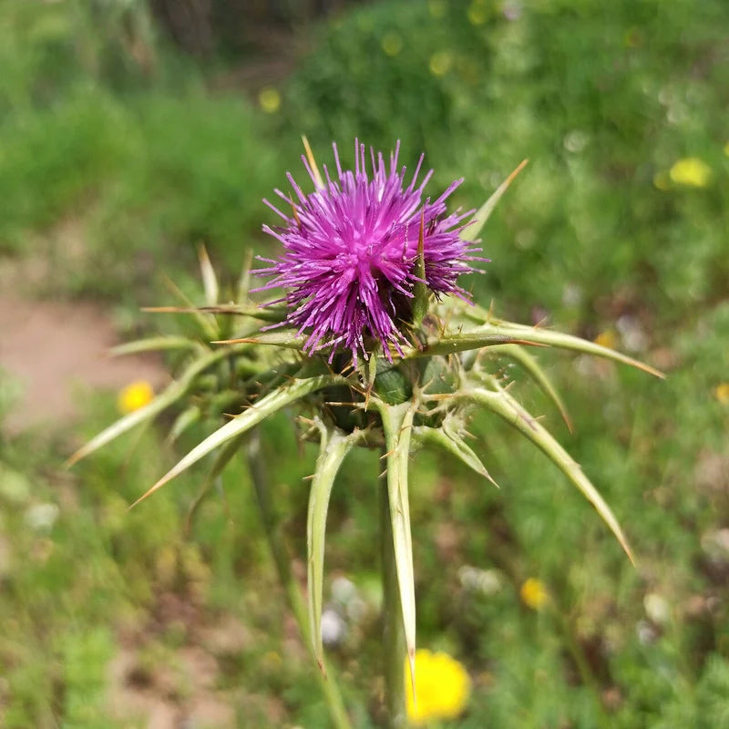 Milk Thistle