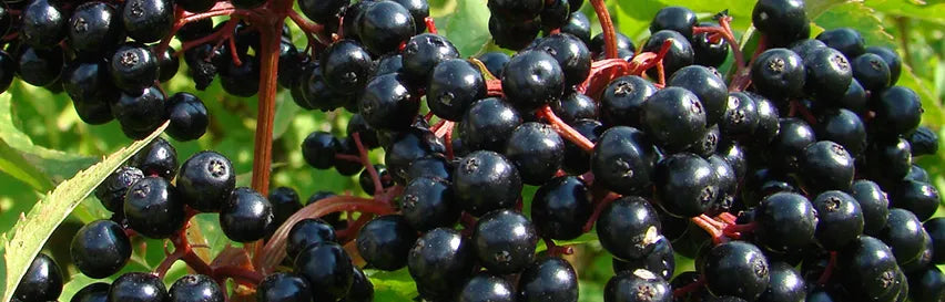 ingredient-image
